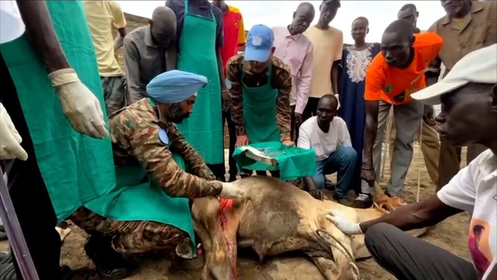 一名身着军装、头戴蓝贝雷帽的南苏丹特派团维和兽医，在当地社区成员的围观下，为一头受伤的牲畜进行治疗。